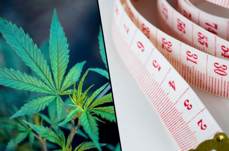 How Cannabis Promotes Good Gut Health And May Prevent Weight Gain 38 Gut