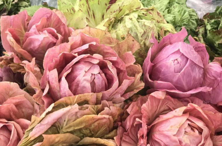 Farmers Market Watch: Rosa Chicory 38 IMG 7610