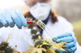marijuanas schedule 1 status prevents researchers from studying it