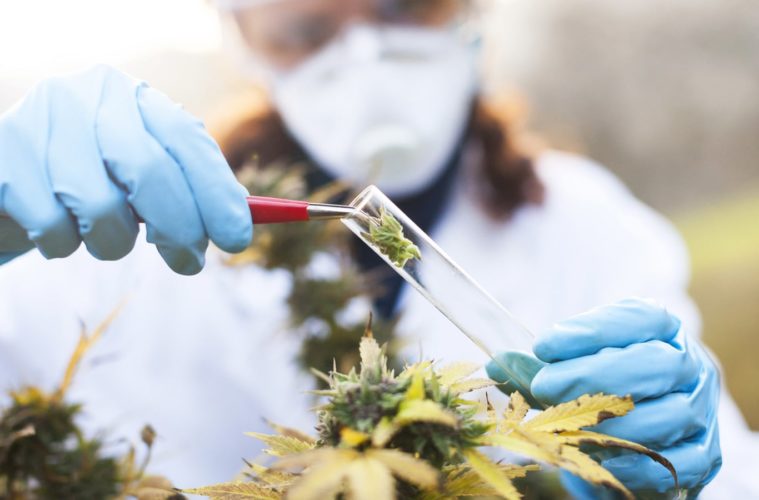Barriers To Studying Marijuana: Q&A With Dr. Thorsten Rudroff 38 marijuanas schedule 1 status prevents researchers from studying it