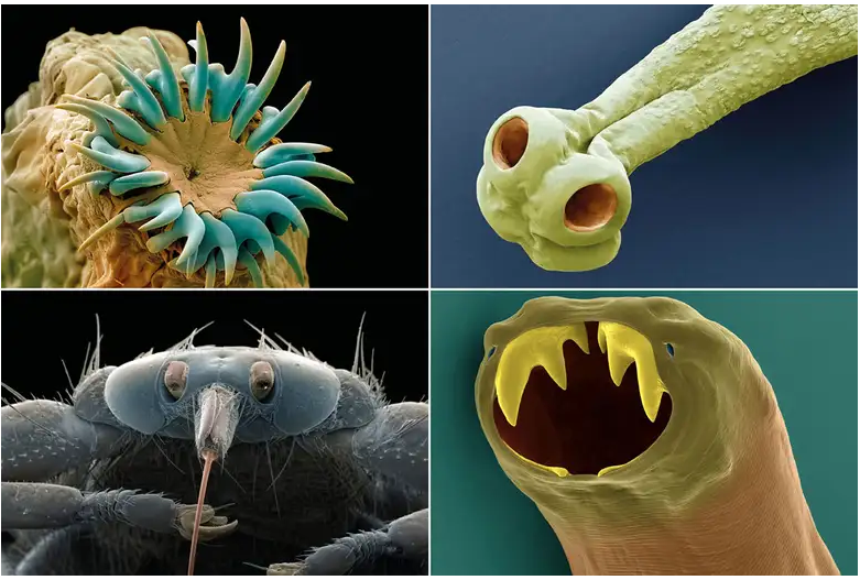 parasites courtesy of new scientist