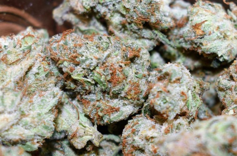Cannabis & Lockdown: The Pot Industry a Year Later 38 DSC 0294 01 2