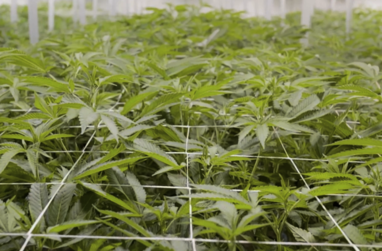 Ladies of The Heat: The Best Female Indoor Pot Farmers 38 RoyalKeyOrganicsVegGarden