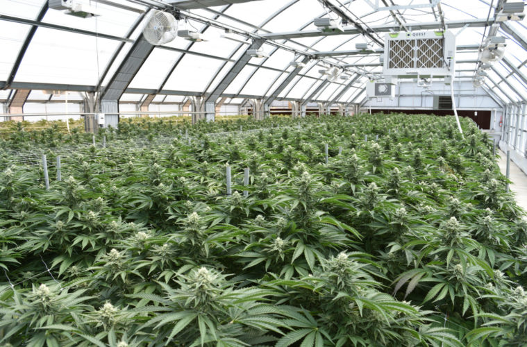 The L.A. Weekly Cannabis Garden Guide 2021 38 FurlouPrefrdCAMDSC 0996 088