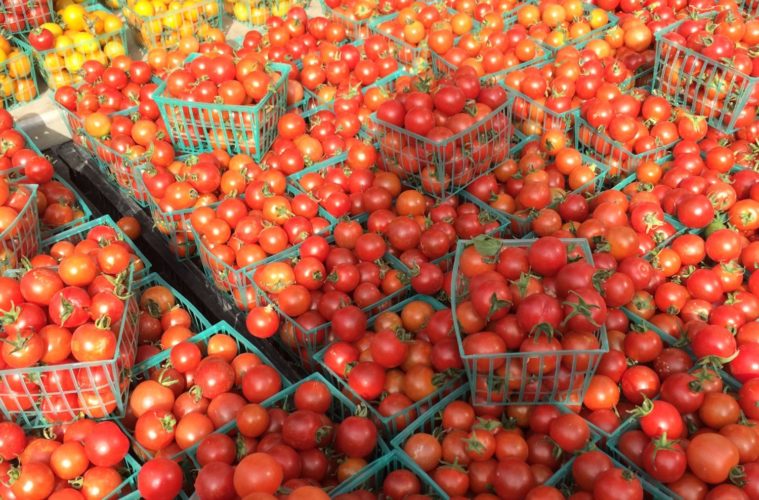 Tomatoes Michele Stueven