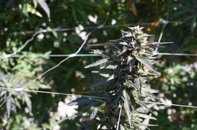 Connected Raise $30 Million Following Emerald Cup Win 38 ConnectedFrm2019DSC 0088 032