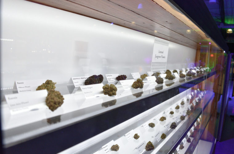 The Emerald Cup is Moving to Los Angeles 38 FlowerCase