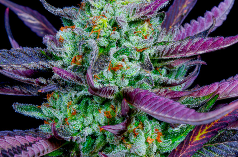 Cannabis Through The Lens of Chewberto420 38 doradooct20202 3246