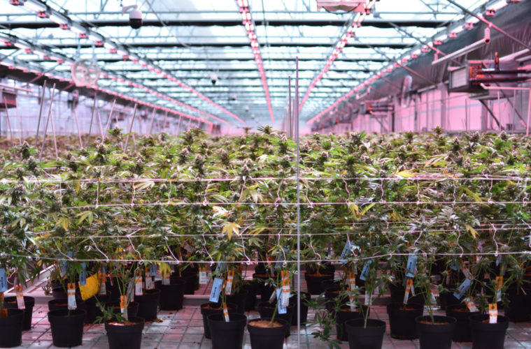 The First Light Dep Pot Harvests of 2021 38 NaturaxTWCDSC 0071 019