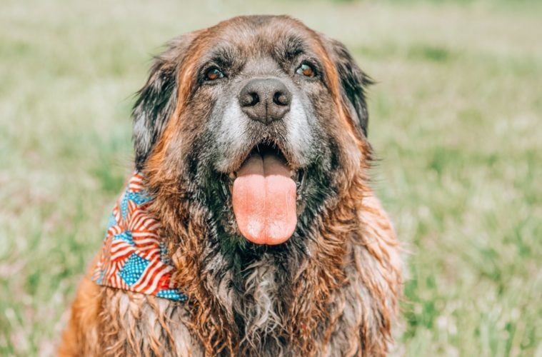 Dog Safety Tips For The 4th