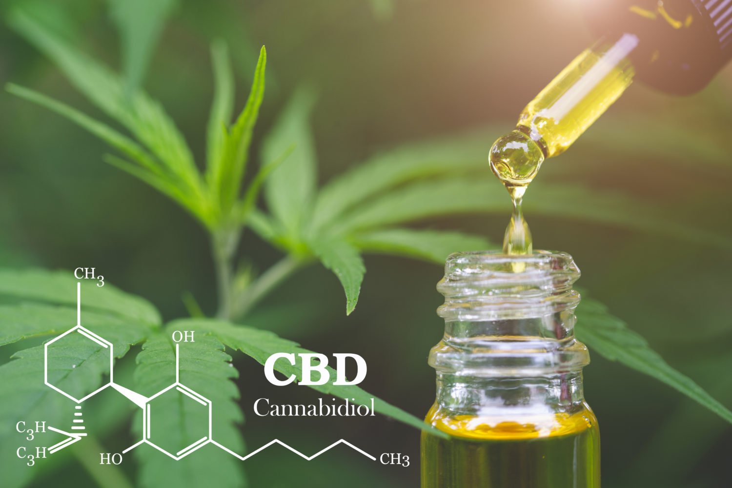 High Cbd Oil Organic Extract Redefined