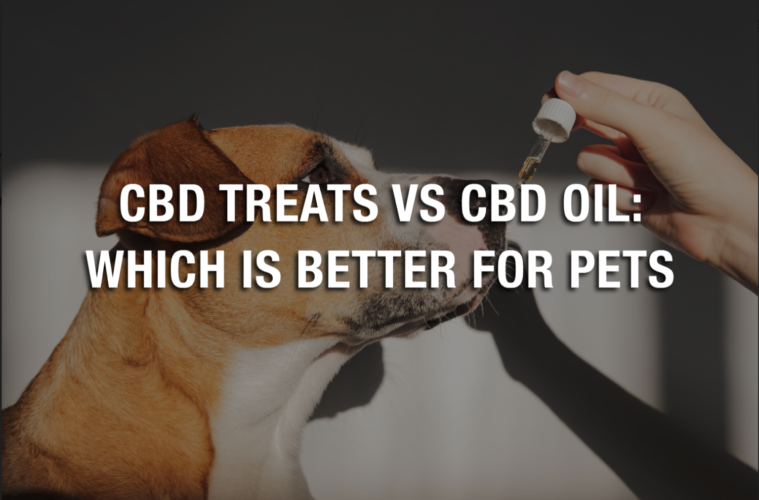 CBD Treats vs CBD Oil: Which Is Better For Pets 38 Screen Shot 2021 07 22 at 11.25.05 AM