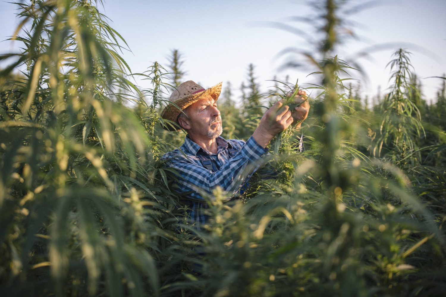 cannabis hemp marijuana farmer