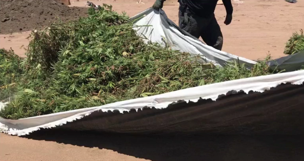 marijuana lasd antelope valley