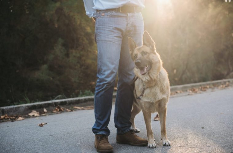 What Happens To Police Dogs When Marijuana Is Legalized? 38 what happens to police dogs when marijuana is legalized scaled e1625780733111