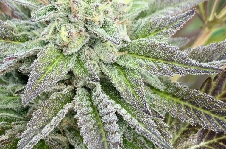 The Central Valley Light-Dep Cannabis Report 38 CaliKosherSherb1