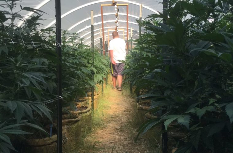 The Light Dep Cannabis Report: Sierra Nevada 38 SierraNevadaCannabisco