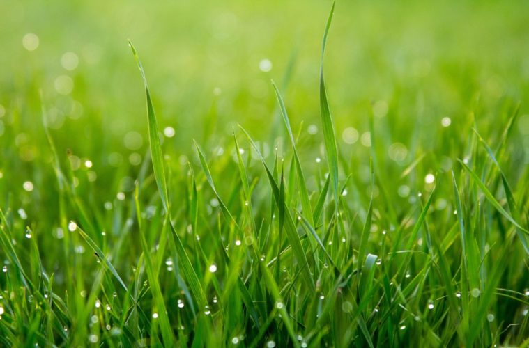 Scotts Miracle-Gro Invests $150 Million in Cannabis 38 ochir erdene oyunmedeg LmyPLbbUWhA unsplash