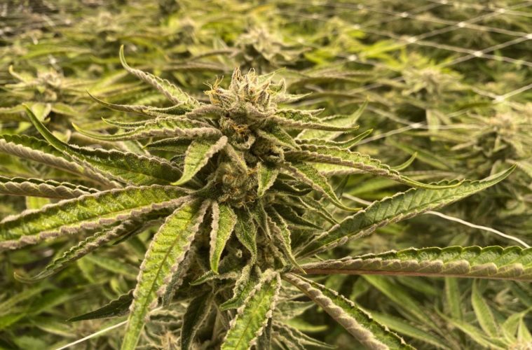 The Garden Glance: Curated Cannabis 38 1. Canopy Cherry Cheesecake
