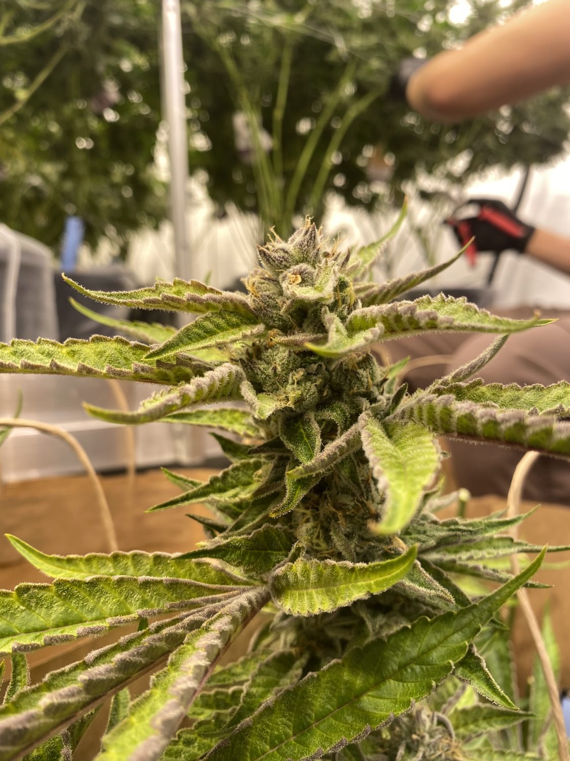 The Garden Glance: Curated Cannabis 41 4. Fresh Cut Cherry Cheescake
