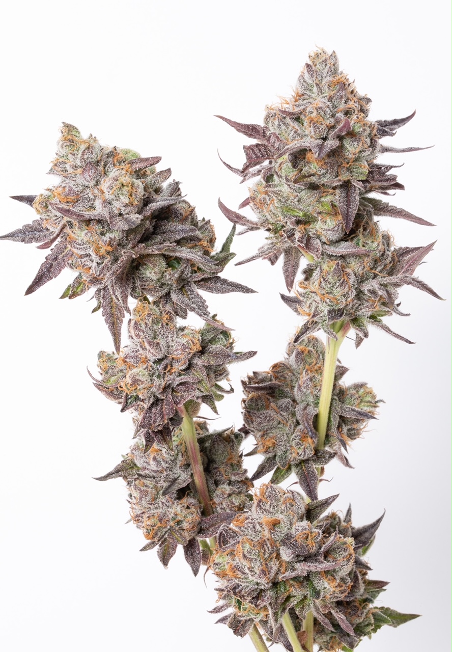 The Garden Glance: Clout King 43 A pair of freshly harvested Terdz