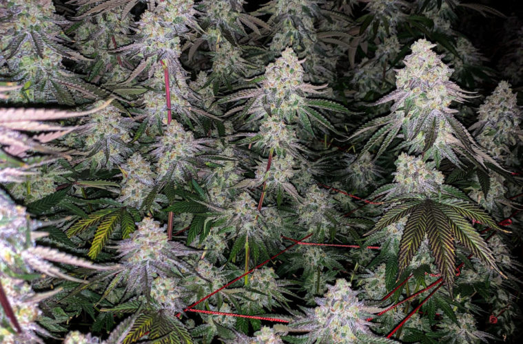 The Garden Glance: Your Highness 38 IMG 3886
