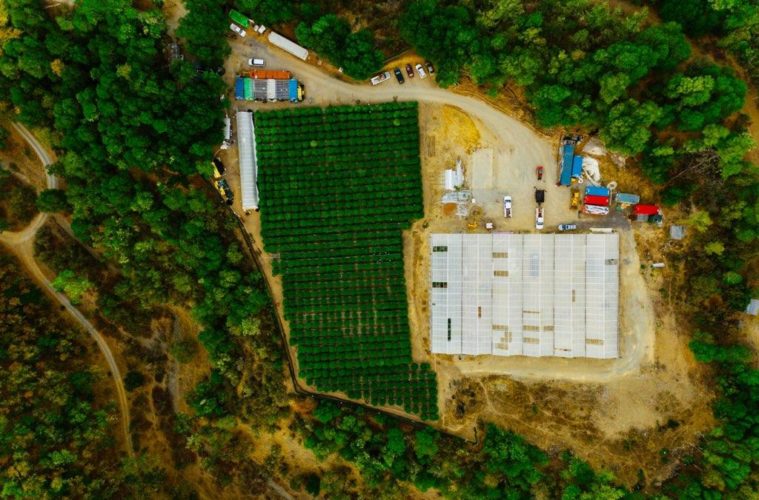 California Preps for Biggest Legal Pot Harvest Ever 38 IMG 6076