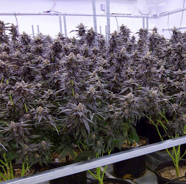 The Garden Glance: Clout King 41 Peanut Butter Cup Week 6