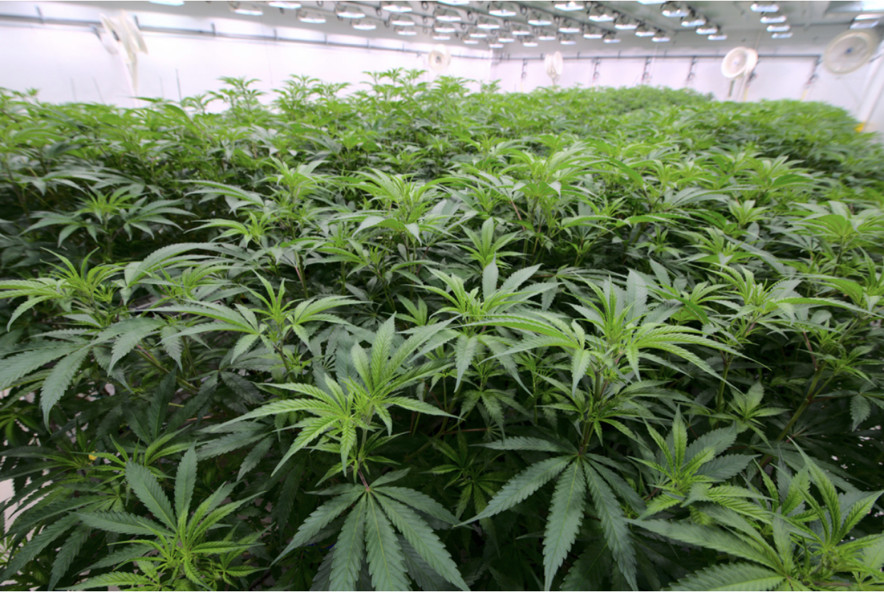 The Garden Glance: Clout King 40 Wagyu Thotz Terdz week 1