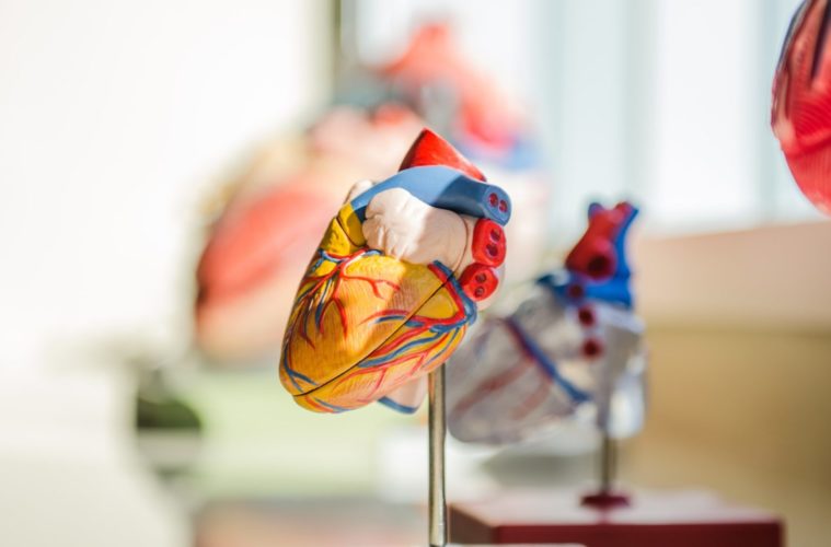 Pot and Heart Health: More Research Needed 38 jesse orrico Us3AQvyOP o unsplash