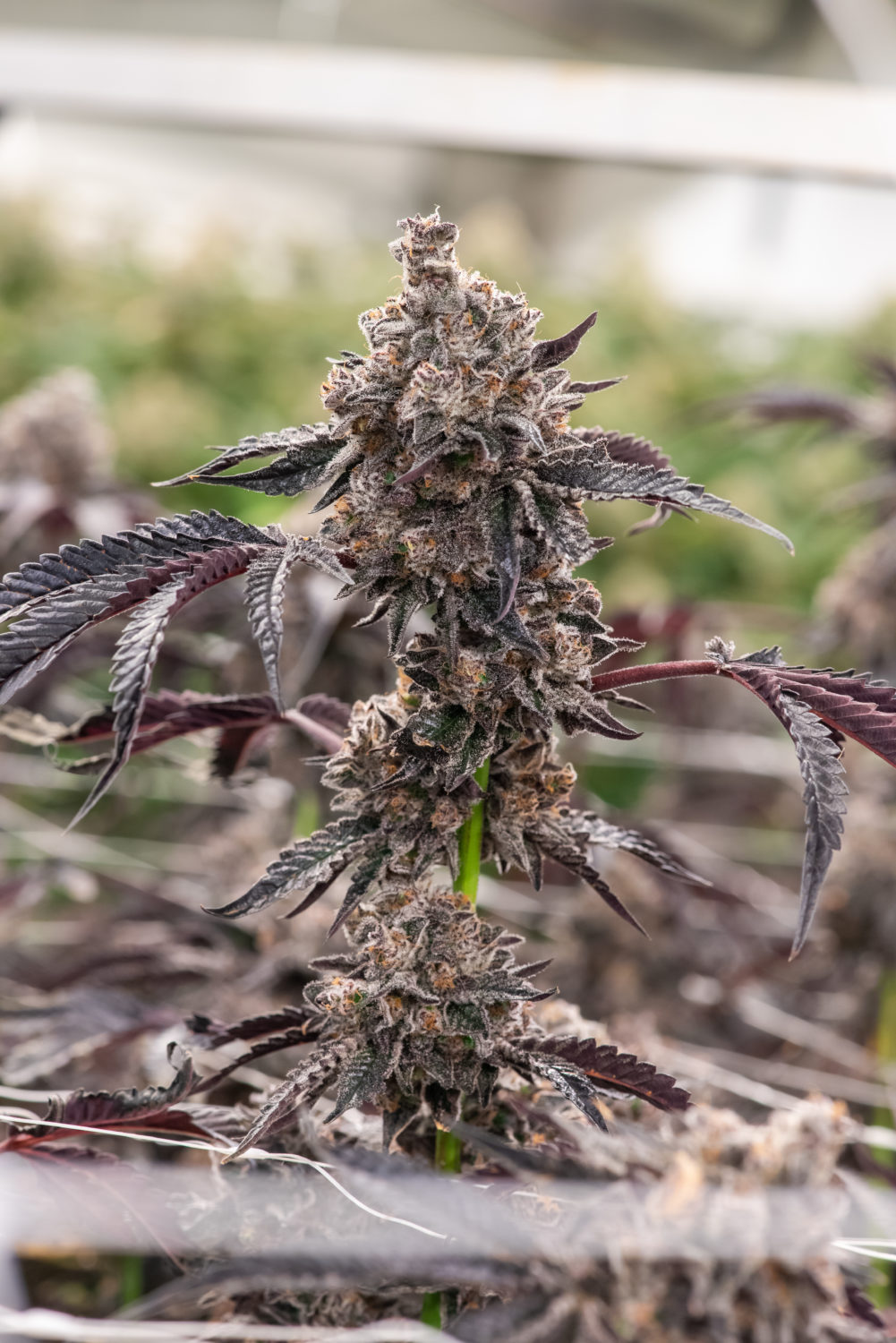 The Spookiest Cannabis Strains of Halloween 2021 38 COOKIES FISHSCALE 7 12 21 11