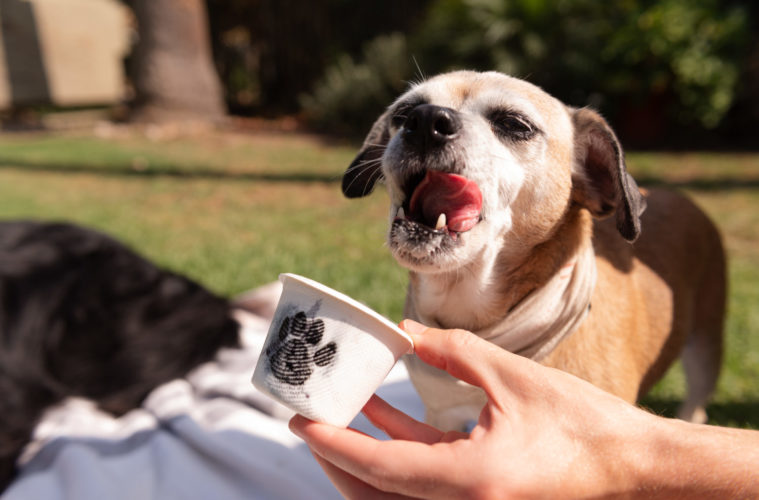 Cosmos For A Cause And Pup Cups – Here’s What’s Popping Up 38 Dear Bella Creamery PupCup