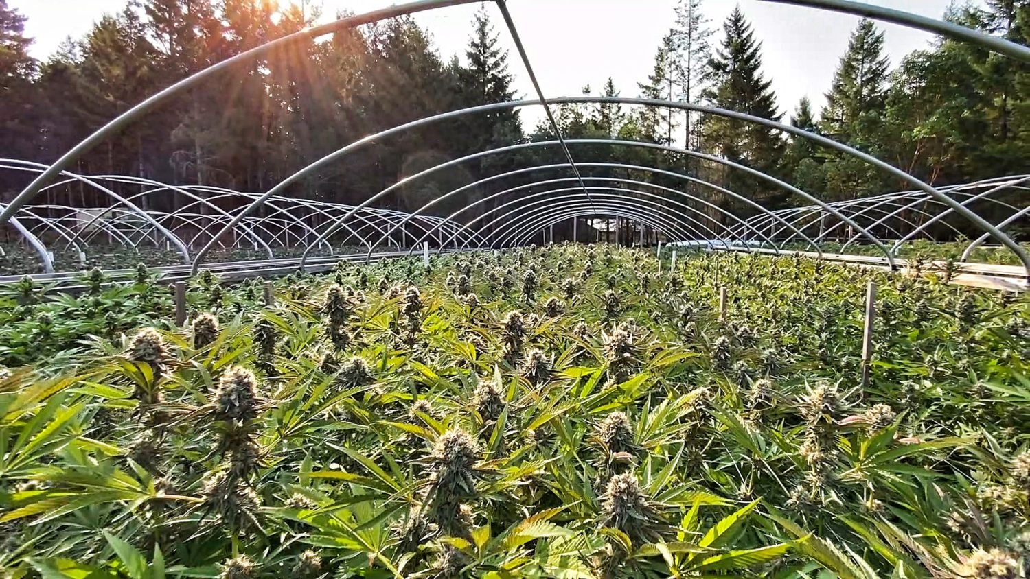The Croptober Explainer: Your Guide to The 2021 Pot Harvest 38 Justin Miller