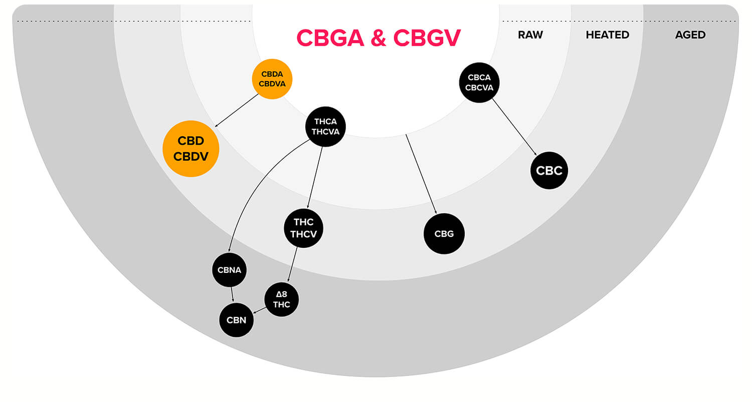 CBDV cannabinoid breakdown