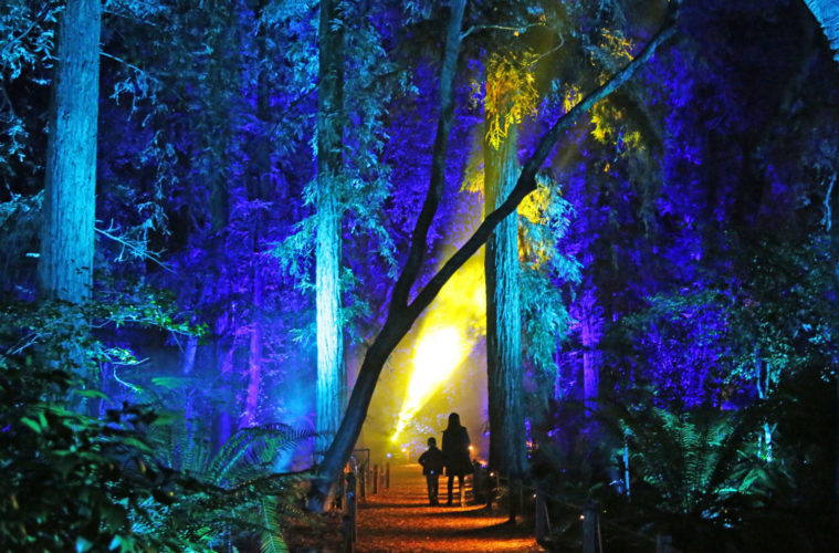 Enchanted Nights: Arts Calendar November 18-24 38 enchanted arts calendar