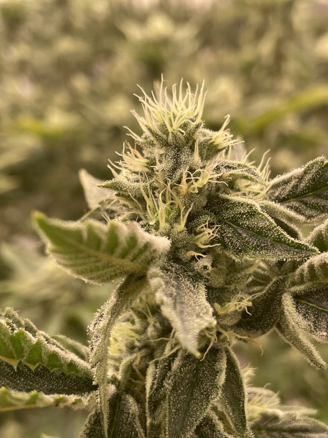 The Garden Glance: Cali-X 44 OZX Flower