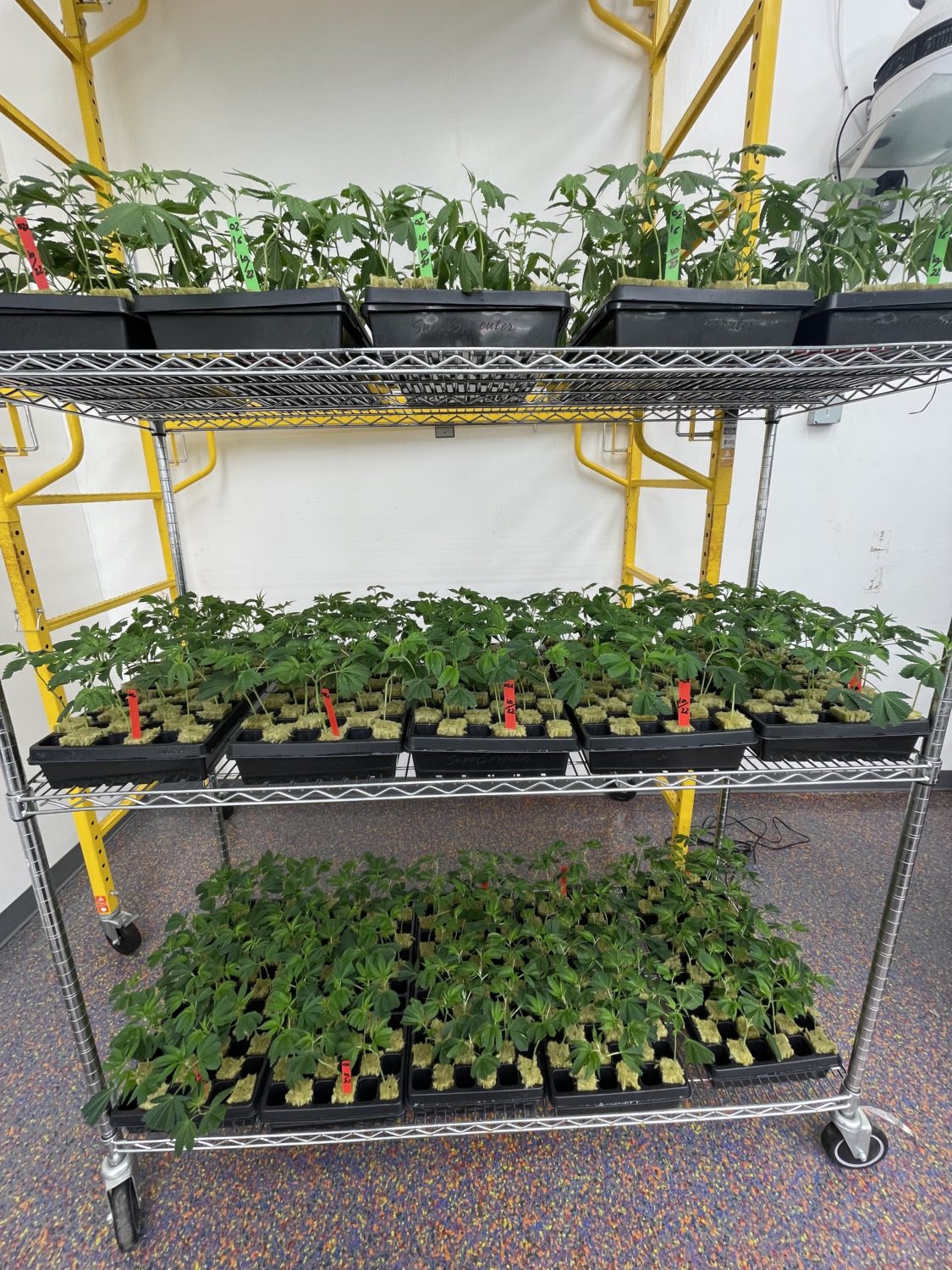 The Garden Glance: Cali-X 42 OZX and OZX16 Clones