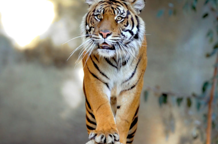 <i>Tiger King 2</i> Lacks Bite of Original 38 TigerKing TigerKing2 Episode5 00 41 09 21