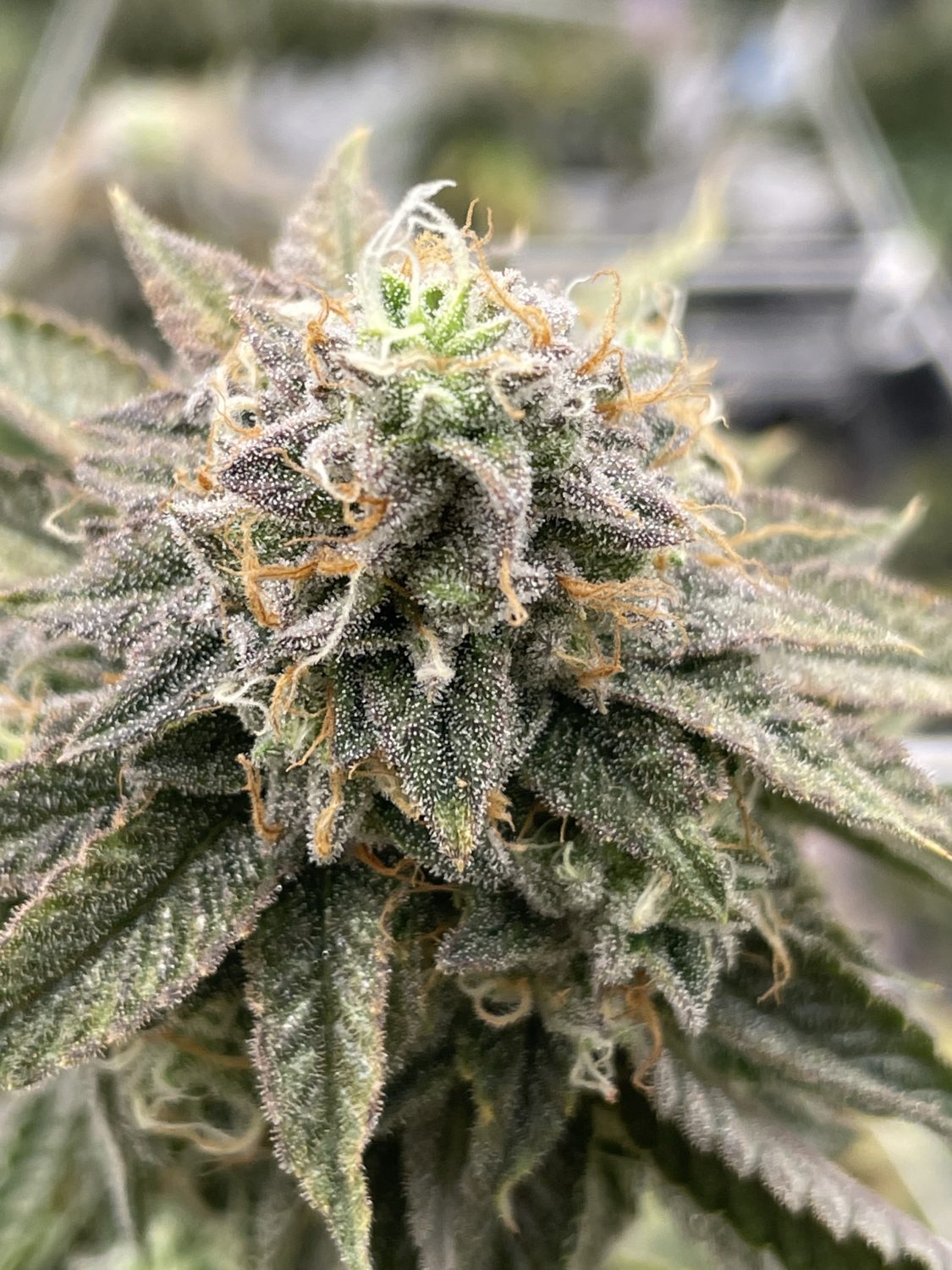 The Garden Glance: Cali-X 45 Zkittlez Flower 2