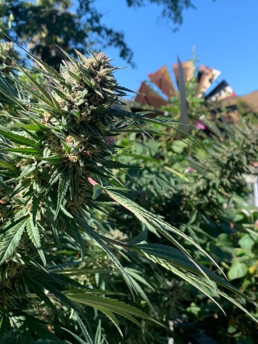 The Garden Glance: Homegrown Harvest 38