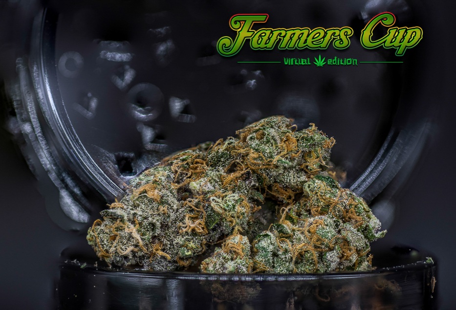 San Diego Farmers Cup Prepares to Crown Winners 38 123 15