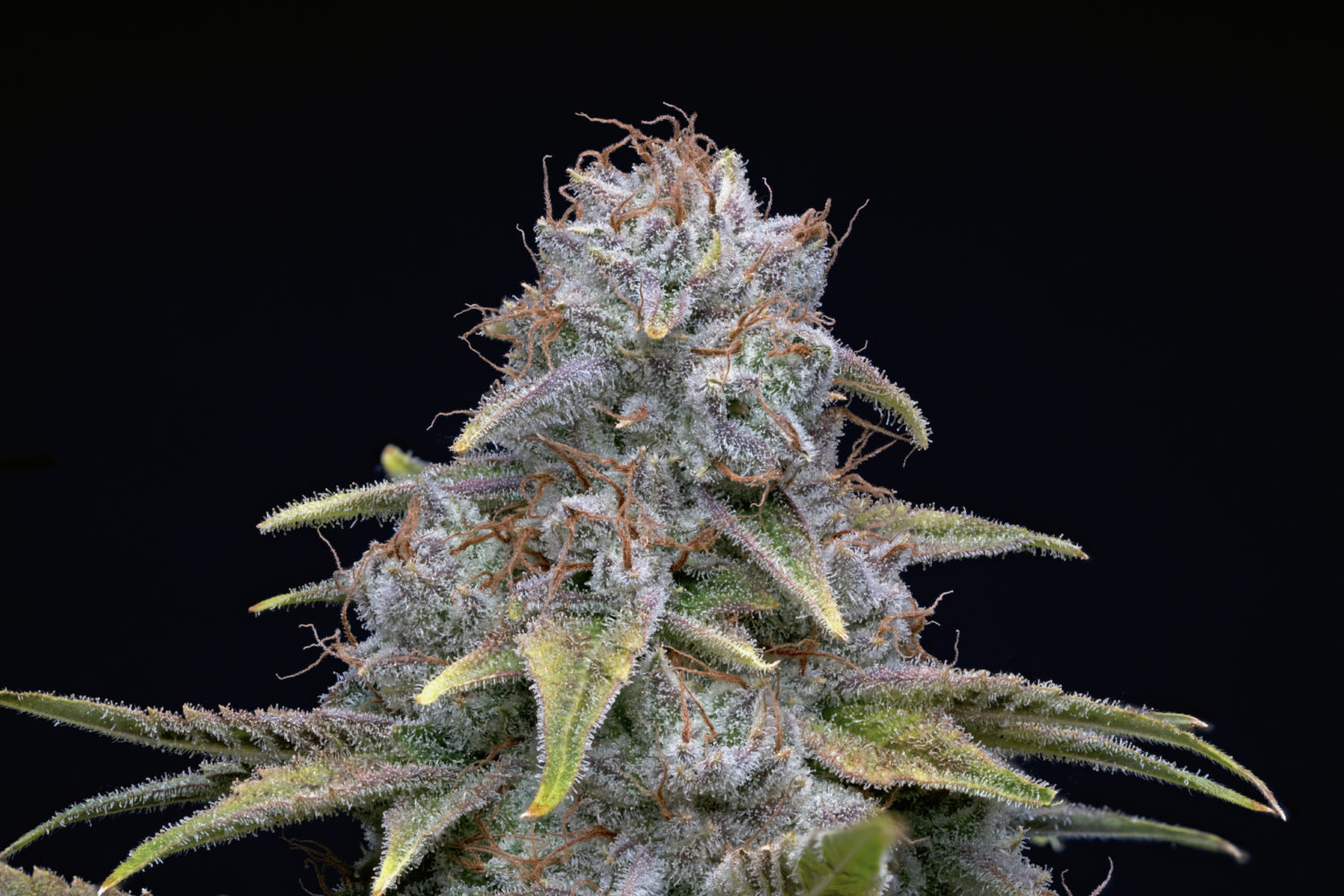 The 12 Strains of Christmas 2021 41 Copy of Copy of Bonzai4