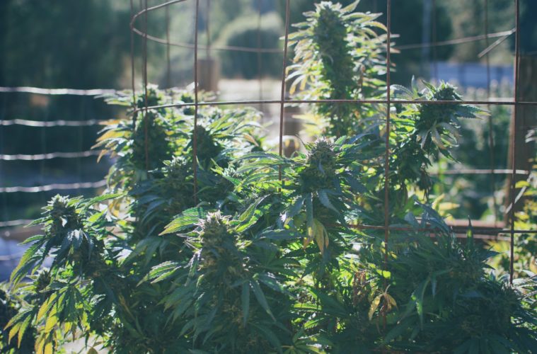 Death and Weed Taxes 2021 38 Hindu Z