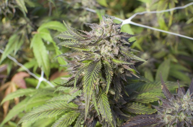 2021: The Most Brutal Year Yet for Small Pot Farmers 38 MelonBrainz 1