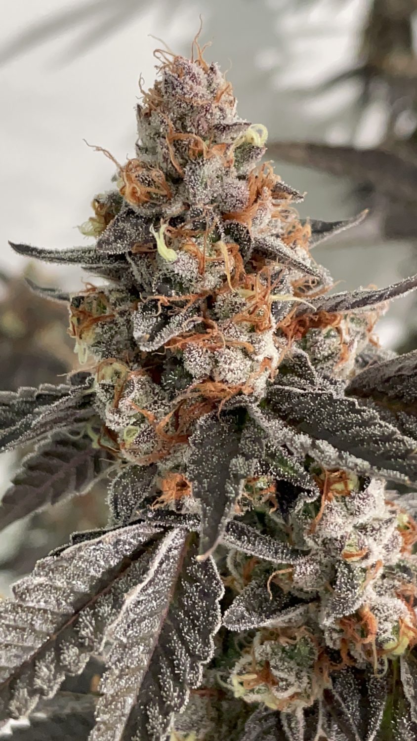 The 12 Strains of Christmas 2021 46