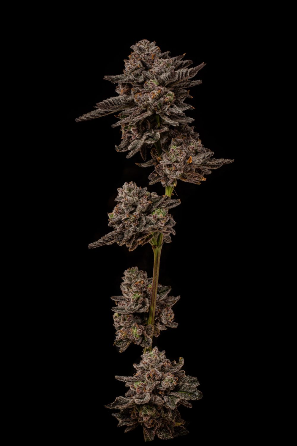 The 12 Strains of Christmas 2021 50 purple octane seed junky