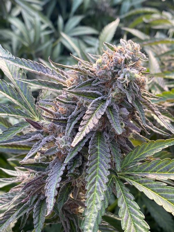 The 12 Strains of Christmas 2021 44 vesuviobubblebath