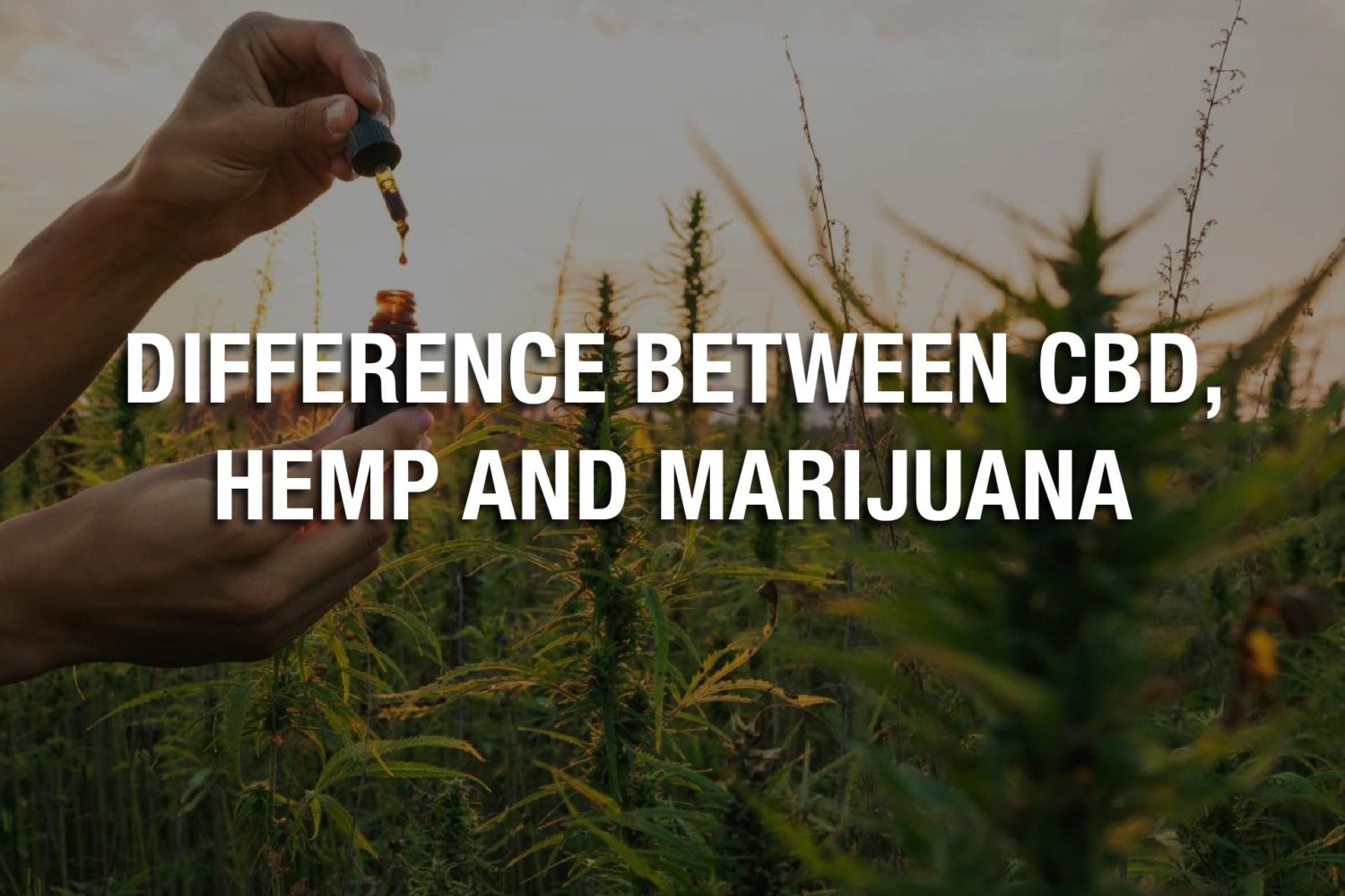 Difference Between CBD, Hemp and Marijuana 37 03 Wednesday Image Free CBD Relief