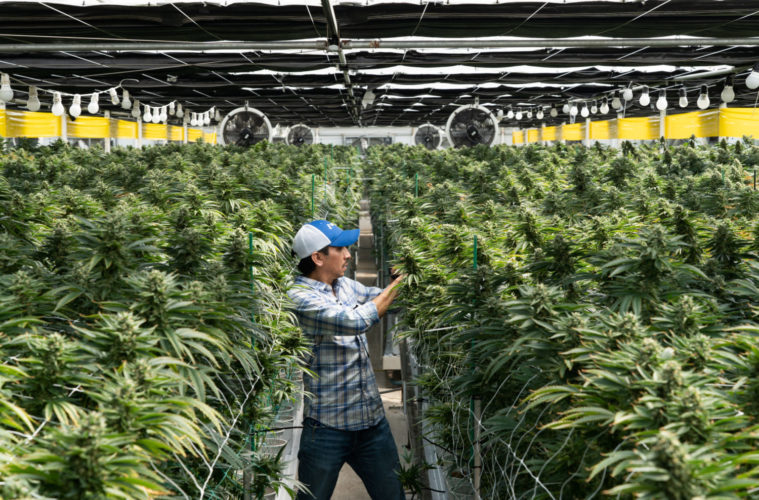 Local Cannabis Company Preps to Defend Emerald Cup 38 Arnoldo 3 1 of 1 2