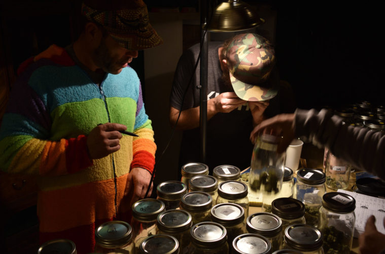 The Emerald Cup Awards Show Joins Green Steet Festival 38 AutumnLights18HikeEmrldCupjudg 0101 101 01